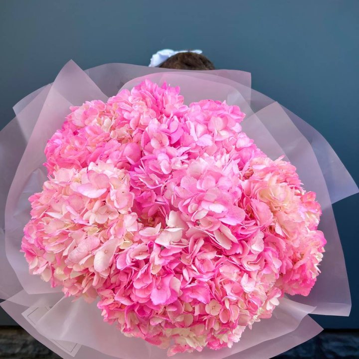 9 ярко розовых гортензий в Архангельске