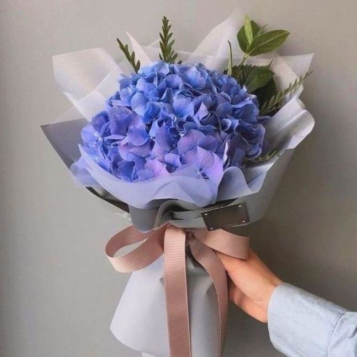 Гортензия голубая в Архангельске