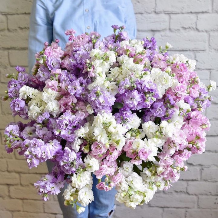 Облако маттиол в Архангельске