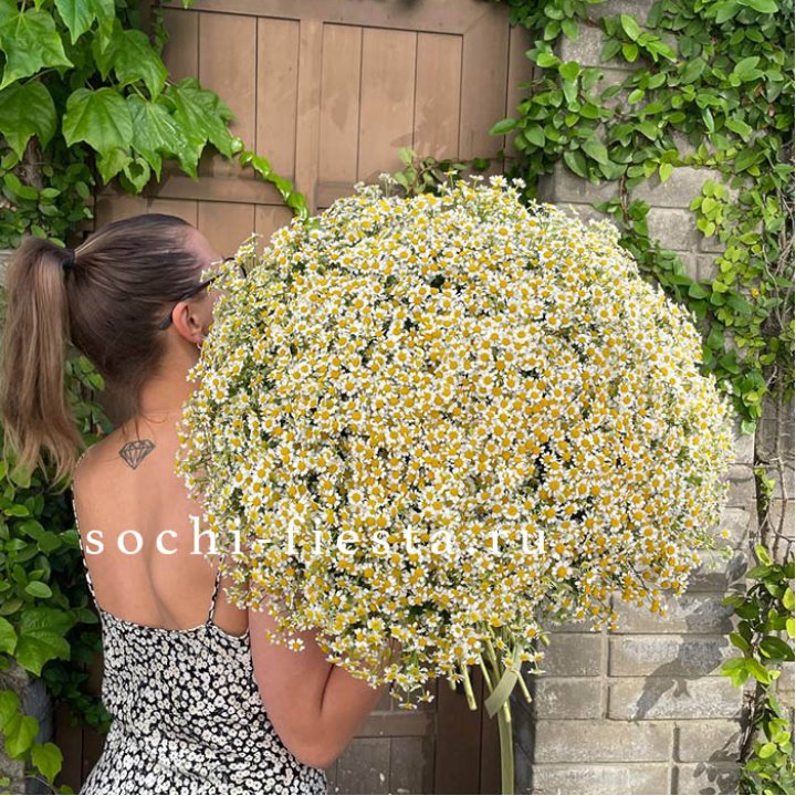 101 ромашка в Архангельске