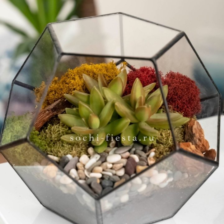 Флорариум “Додекаэдр” с суккулентом Седум в Архангельске