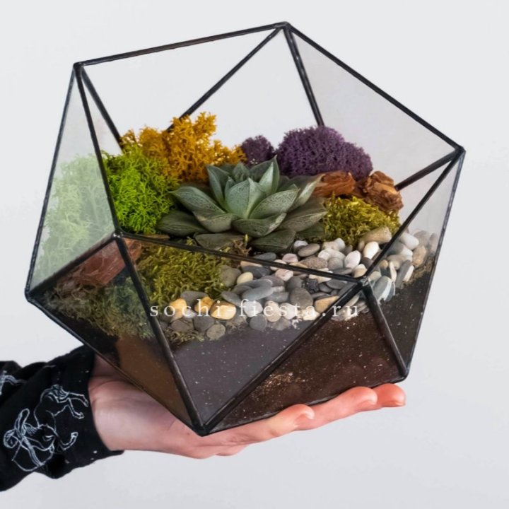 Флорариум “Икосаэдр” с суккулентом Каменная Роза в Архангельске