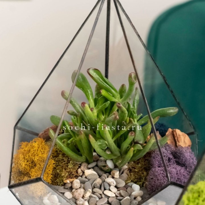 Флорариум “Капля” с суккулентом Крассула Хоббит в Архангельске