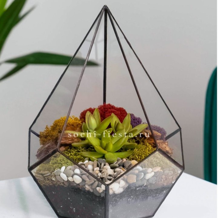 Флорариум Капля с суккулентом в Архангельске