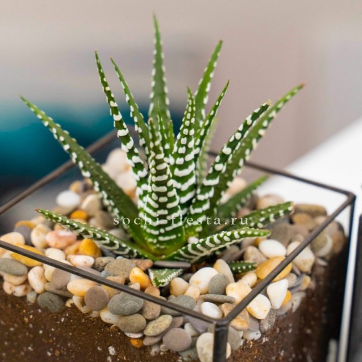 Флорариум Кубик с суккулентом Хавортия в Архангельске