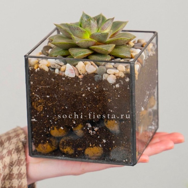 Флорариум Кубик с суккулентом Каменная роза в Архангельске