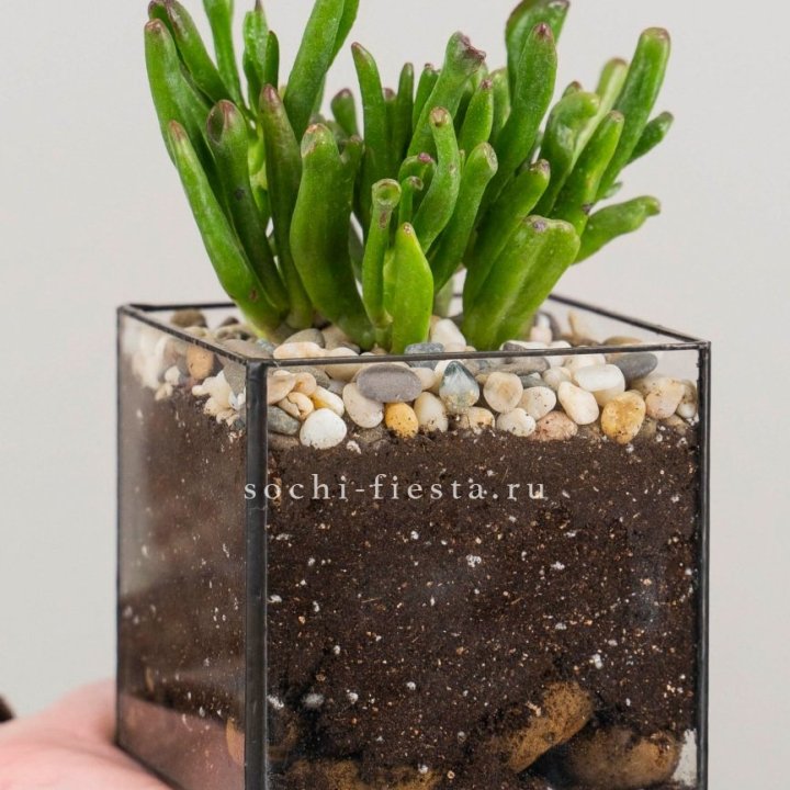 Флорариум Кубик с суккулентом Хоббит в Архангельске