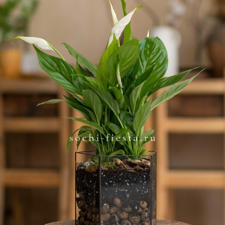 Спатифиллум в кашпо Пятиугольник в Архангельске