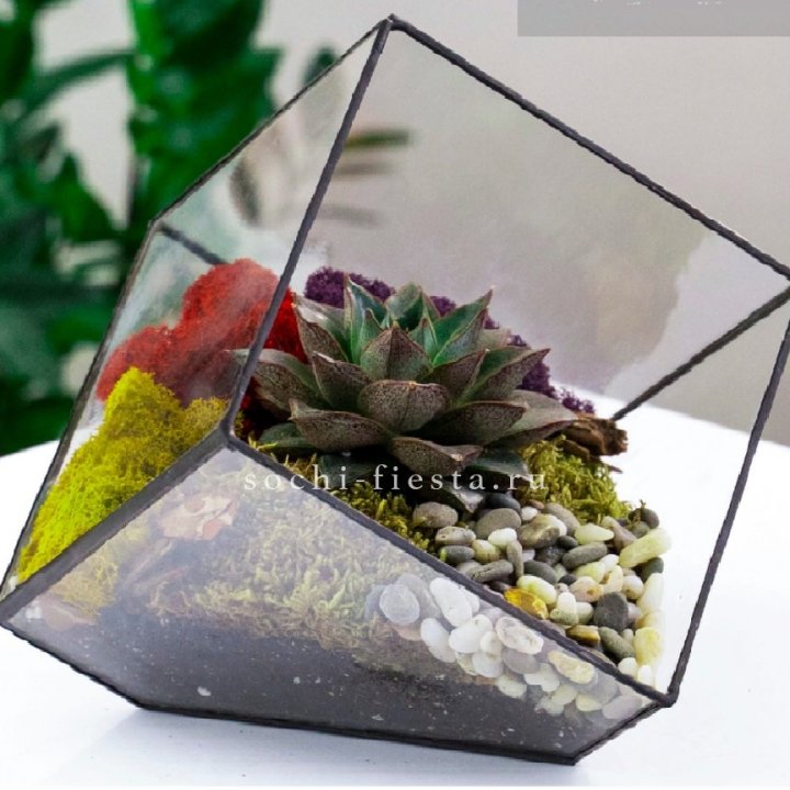 Флорариум Куб усеченный с суккулентом Каменная роза в Архангельске
