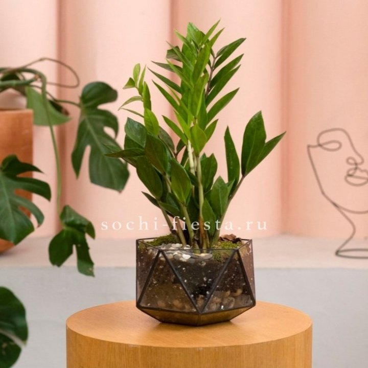 Замиокулькас в кашпо Икосаедр в Архангельске