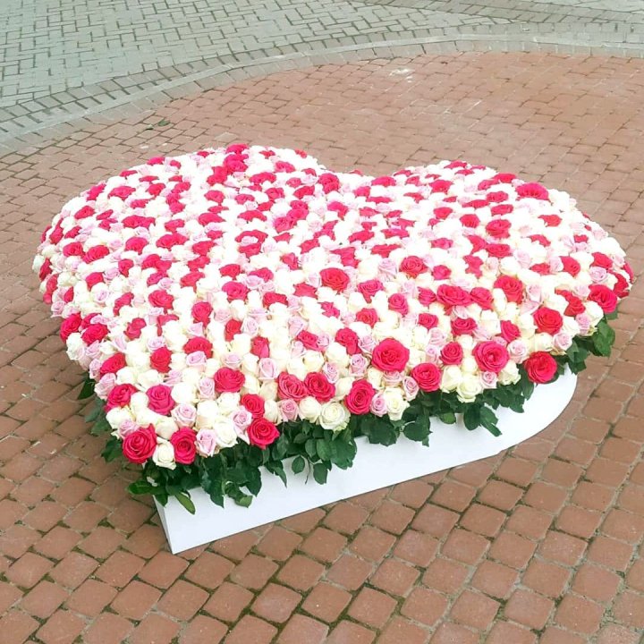 555 роза  в Архангельске