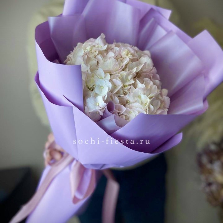 Гортензия розовая в Архангельске