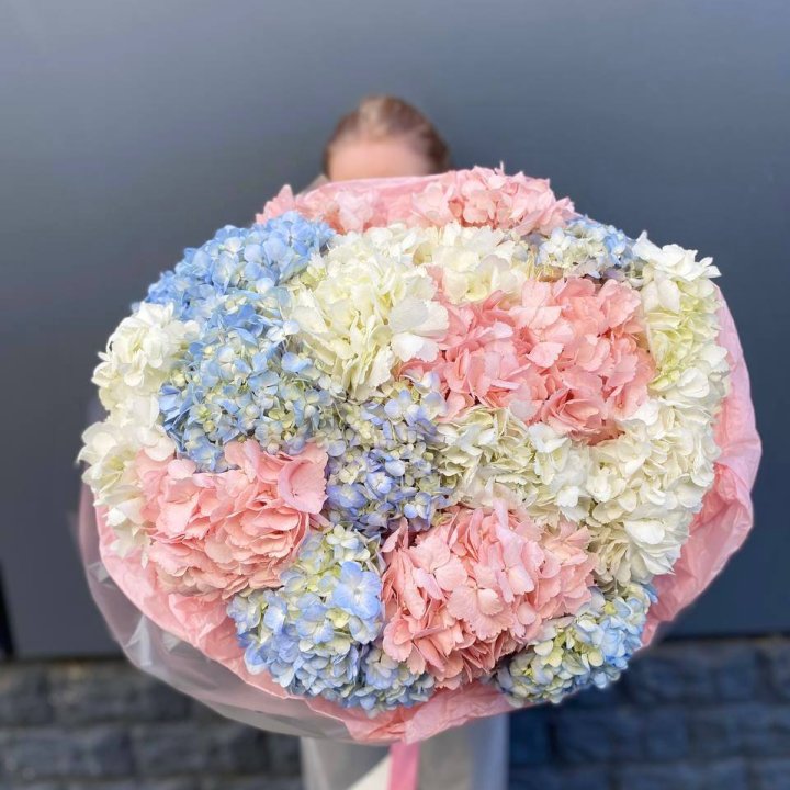 19 гортензий микс в Архангельске