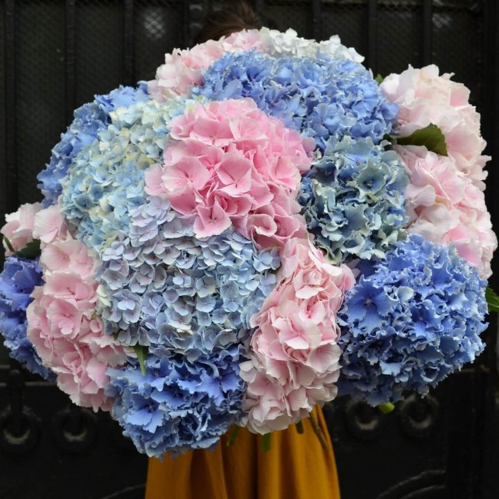 Букет гортензий "Фонтан" в Архангельске