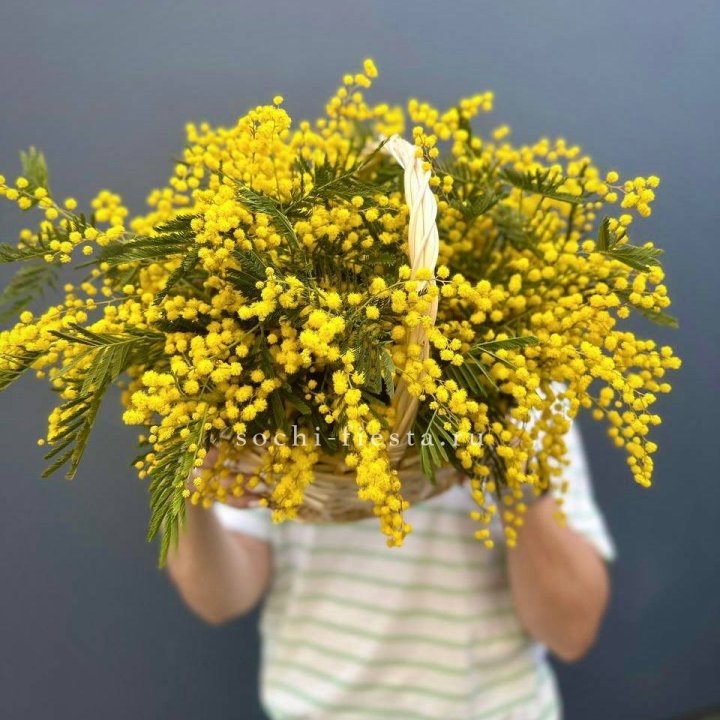 Весенняя корзина мимозы в Архангельске