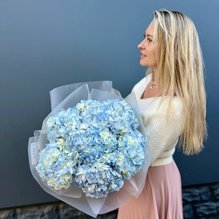 7 голубых гортензий в Архангельске