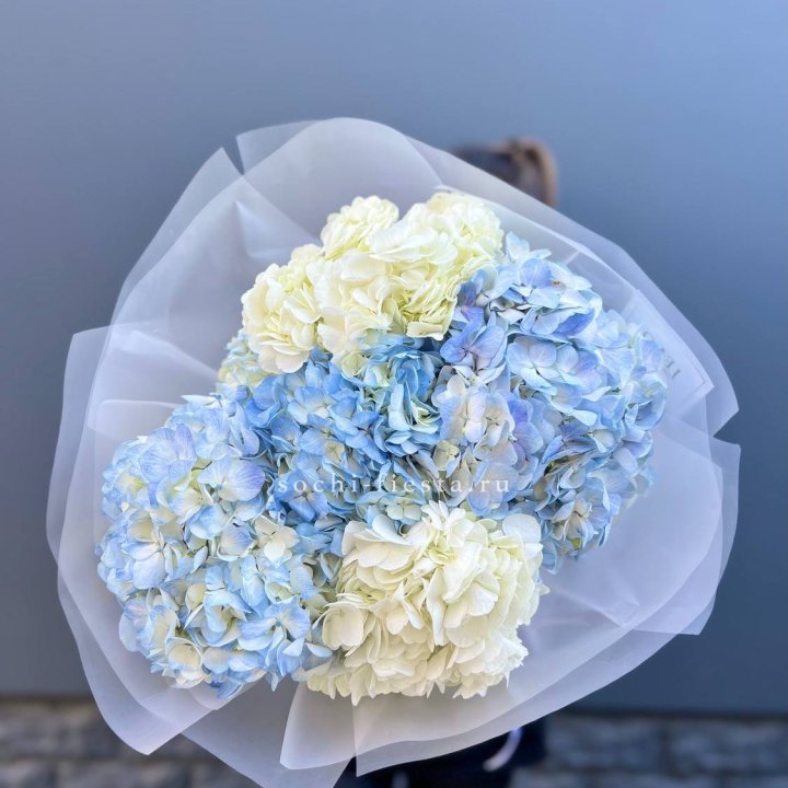 5 бело-голубых гортензий в Архангельске