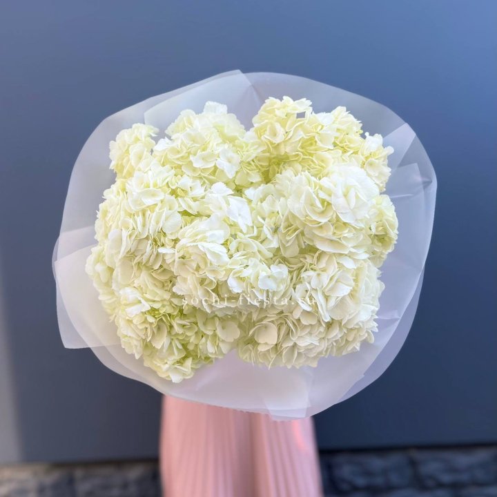 7 белых гортензий в Архангельске