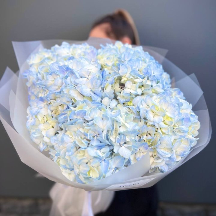 5 голубых гортензий в Архангельске