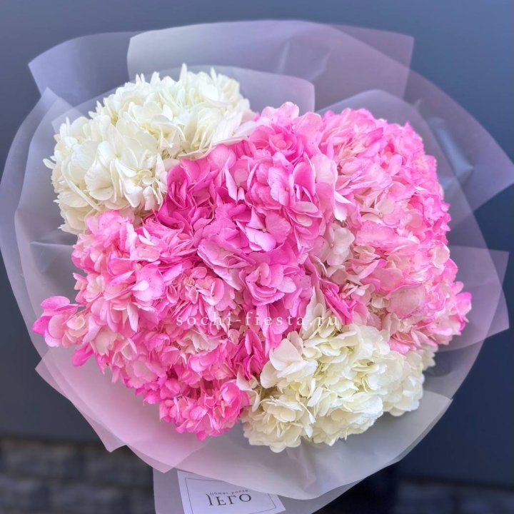 5 бело-розовых гортензий в Архангельске