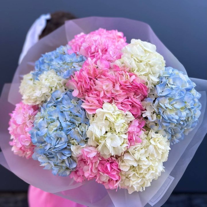 11 гортензий микс в Архангельске
