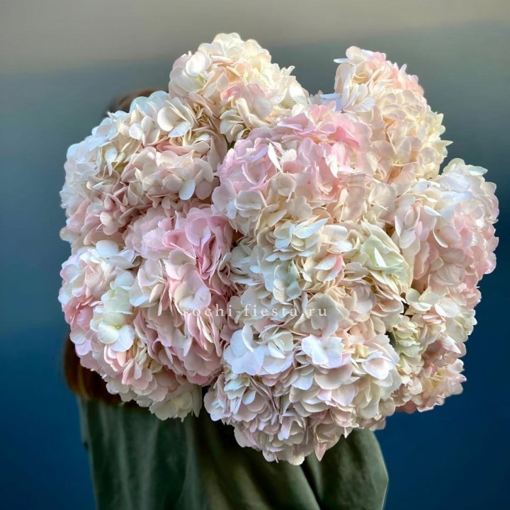 Охапка розовой гортензии в Архангельске