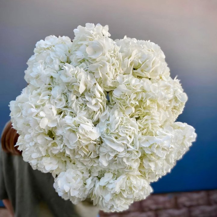 Охапка белой гортензии в Архангельске