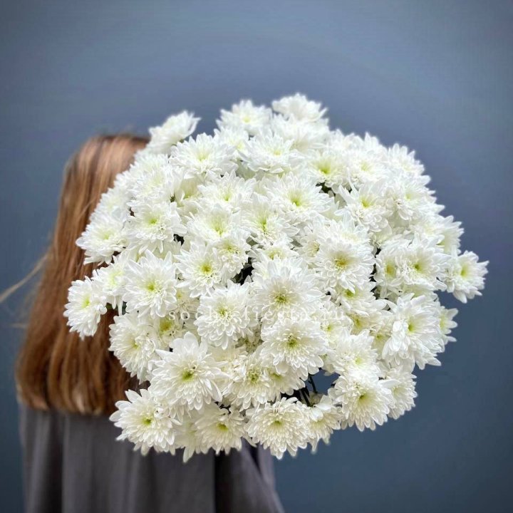 Охапка Хризантемы кустовой в Архангельске