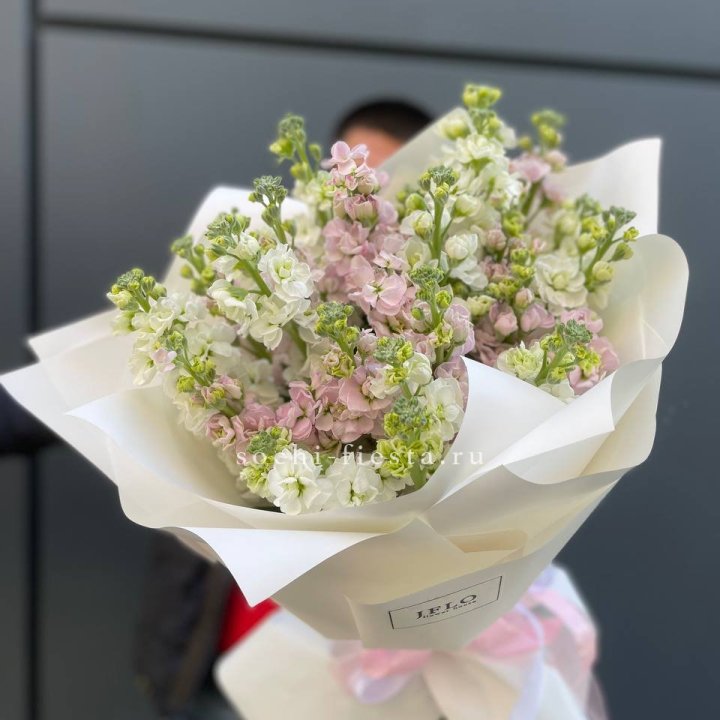 29 маттиол  в Архангельске