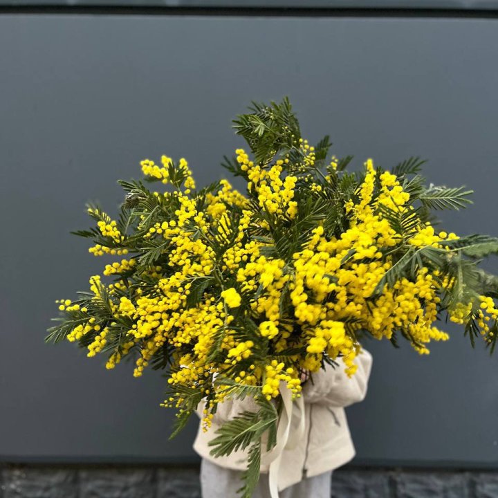 Охопка мимозы в Архангельске