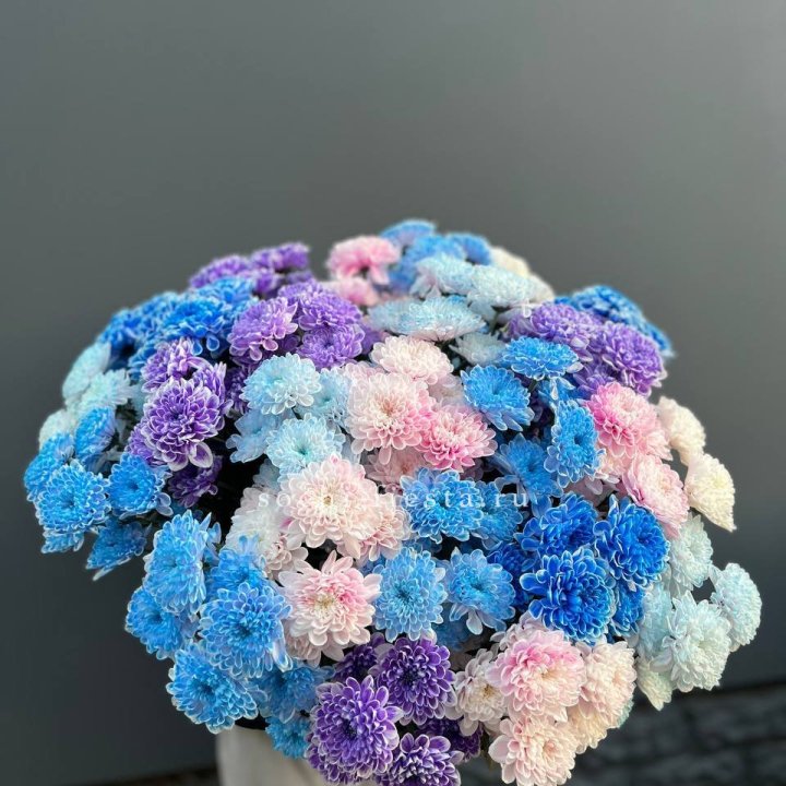 25 цветных хризантем в Архангельске