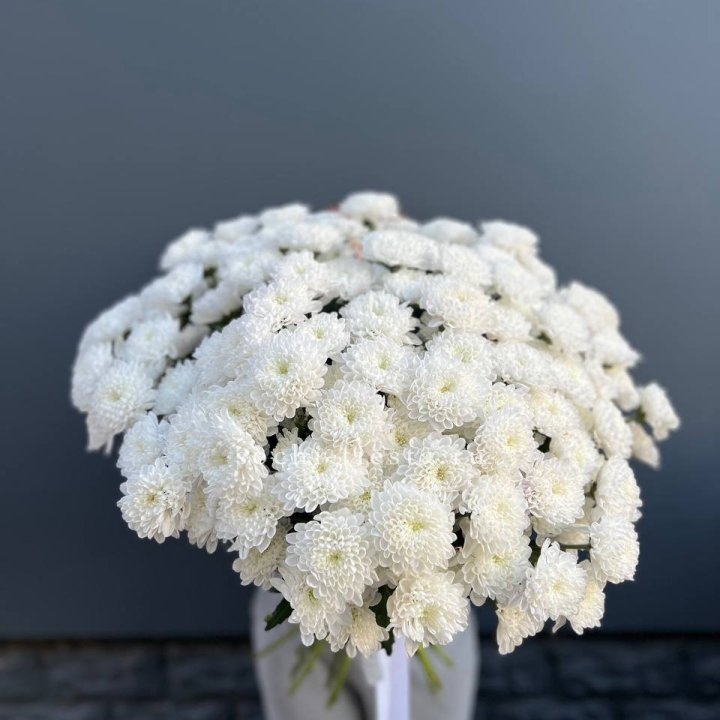  25 хризантем белых в Архангельске