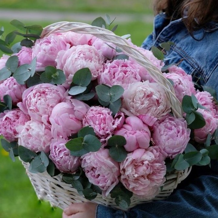 51 пион в корзине в Архангельске