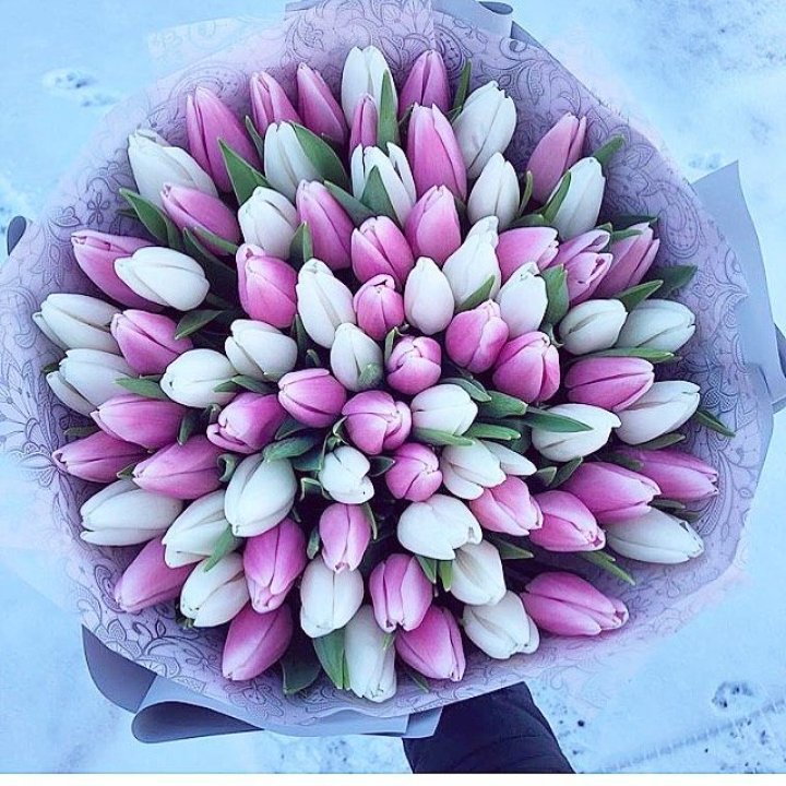 101 тюльпан "Лолипоп" в Архангельске