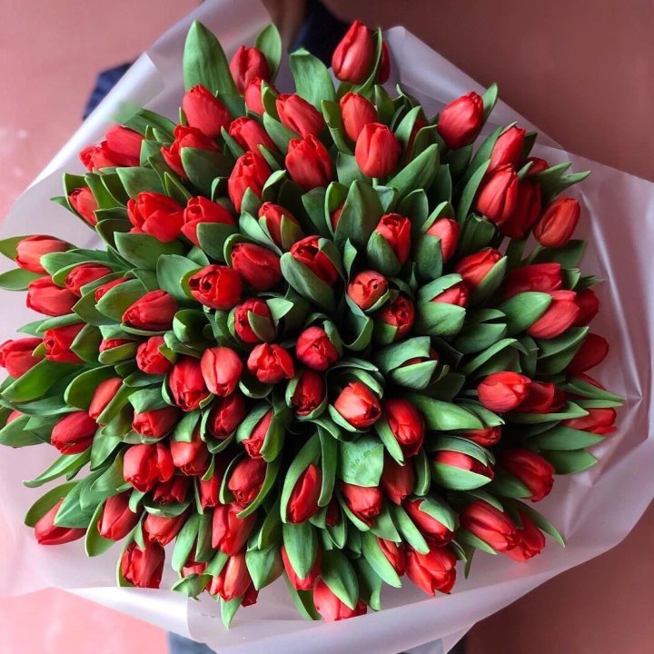 101 красный тюльпан в Архангельске